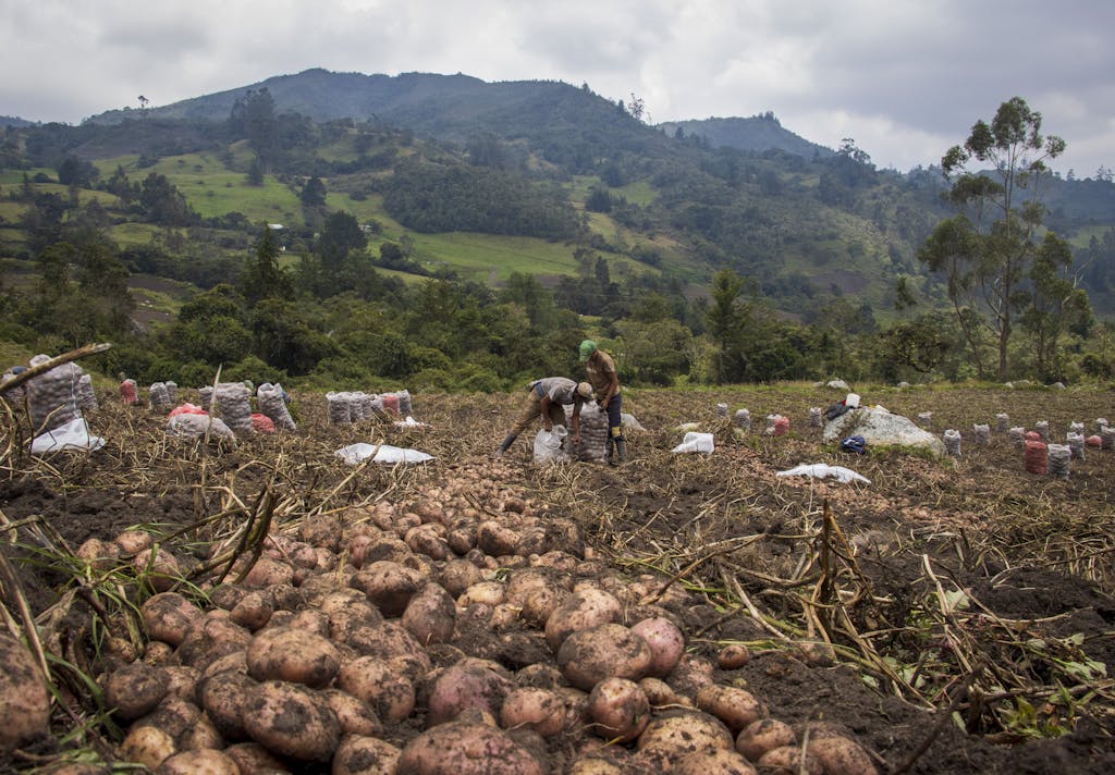 Cultivando la tierra